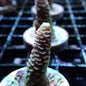 SPS Assorted Aquacultured Frags