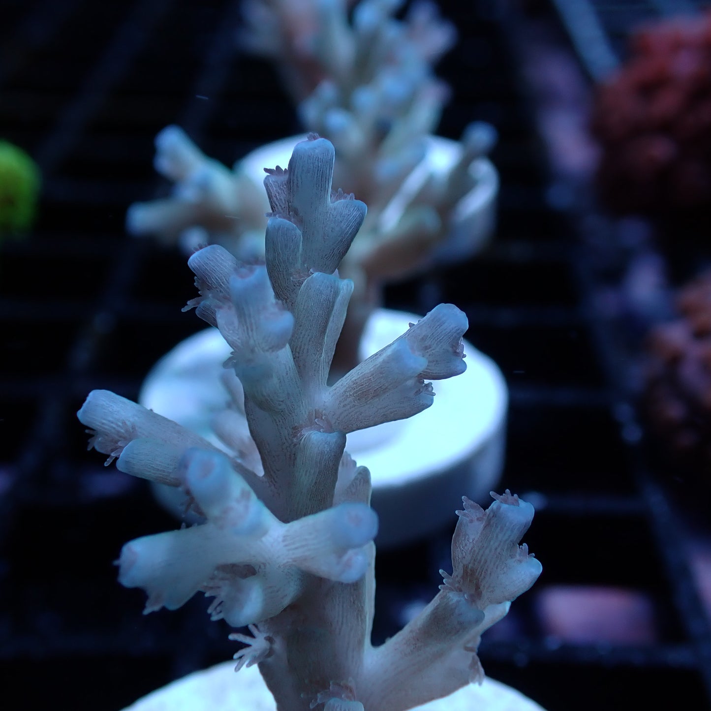 SPS Assorted Aquacultured Frags