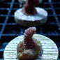 SPS Assorted Aquacultured Frags