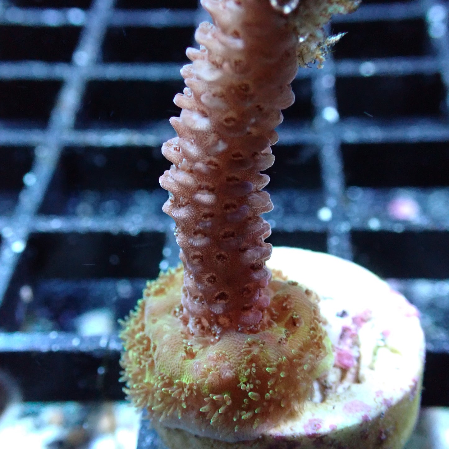 SPS Assorted Aquacultured Frags