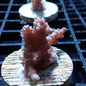 SPS Assorted Aquacultured Frags
