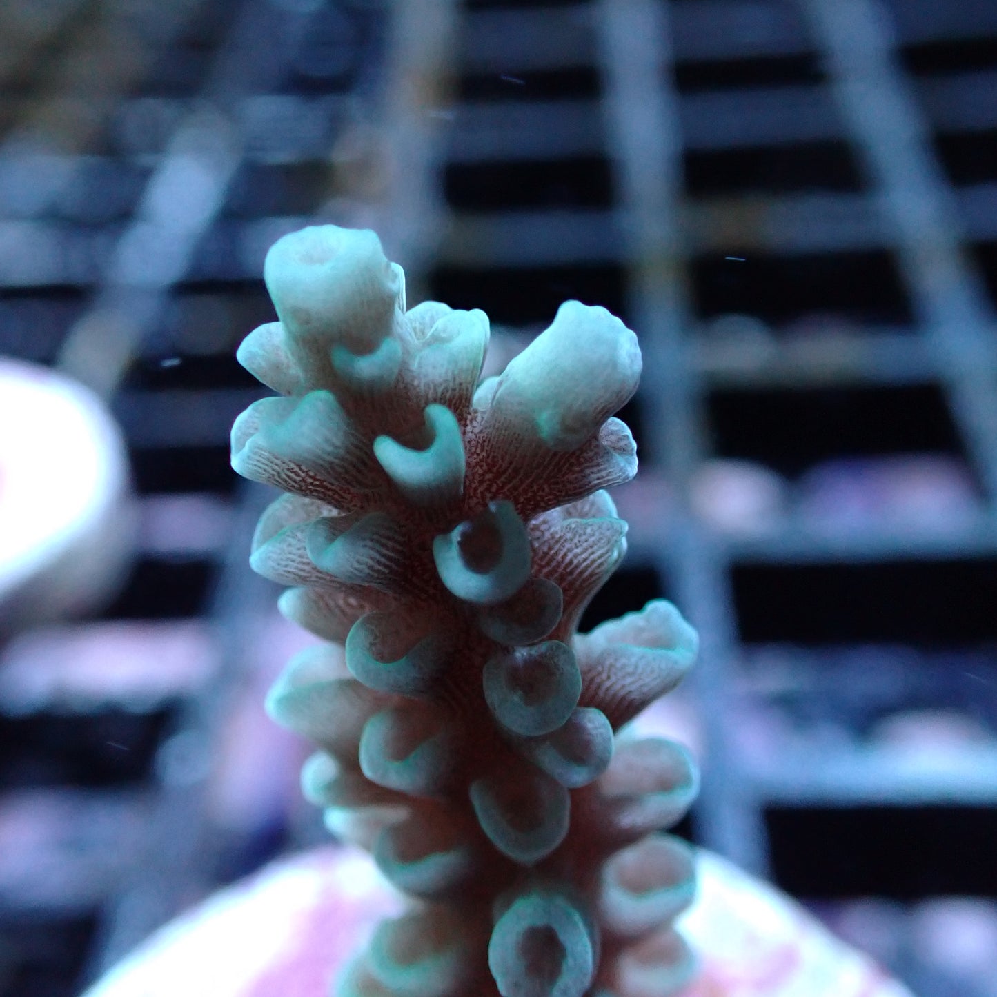 SPS Assorted Aquacultured Frags