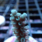 SPS Assorted Aquacultured Frags