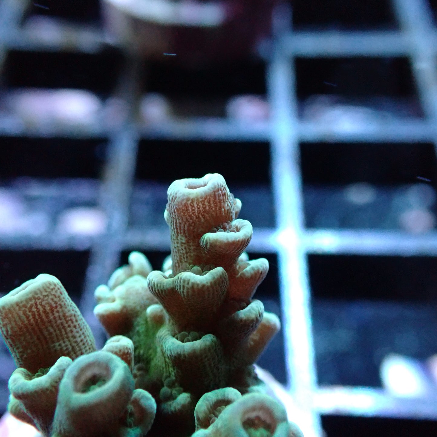 SPS Assorted Aquacultured Frags