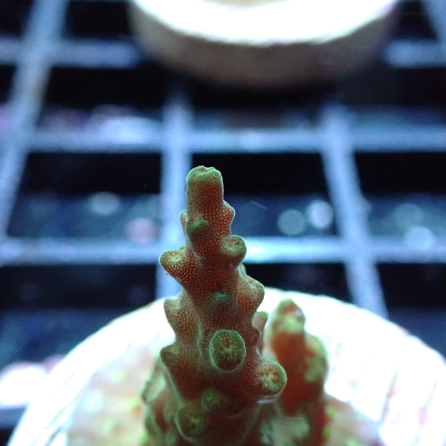 SPS Assorted Aquacultured Frags