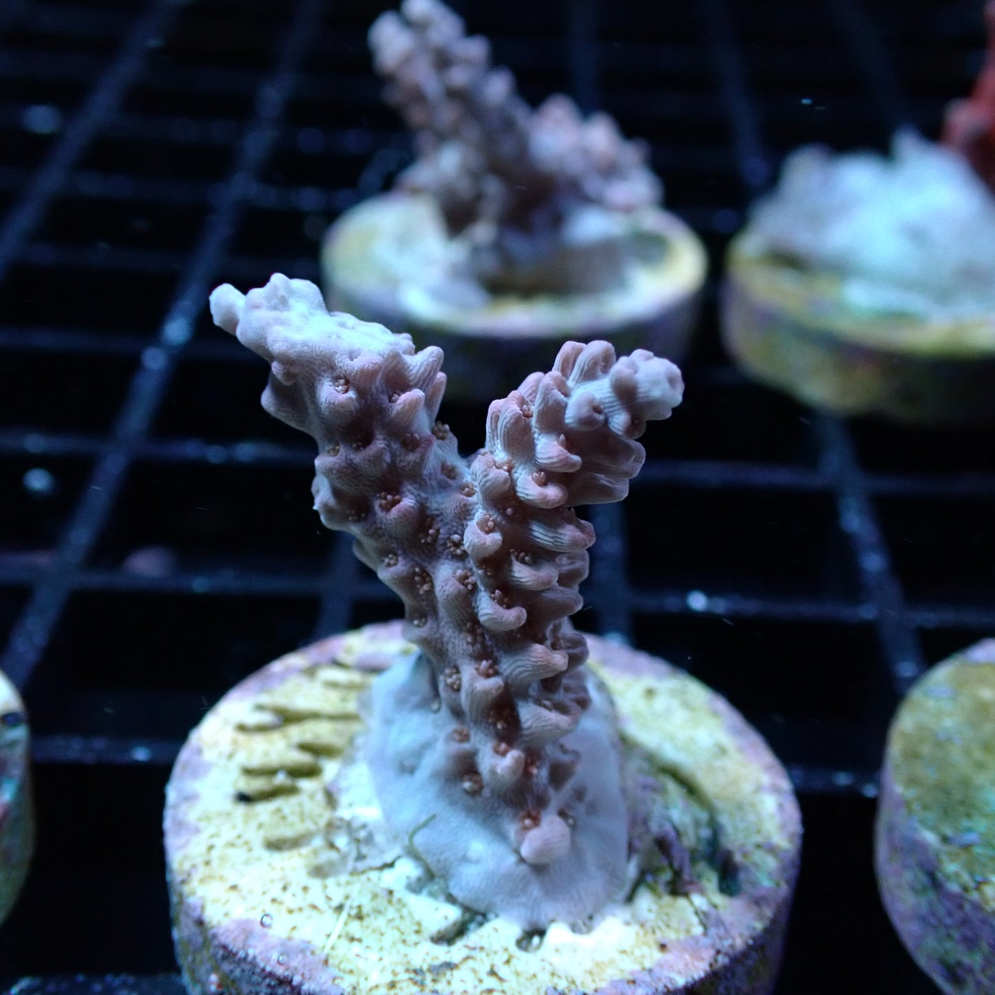 SPS Assorted Aquacultured Frags