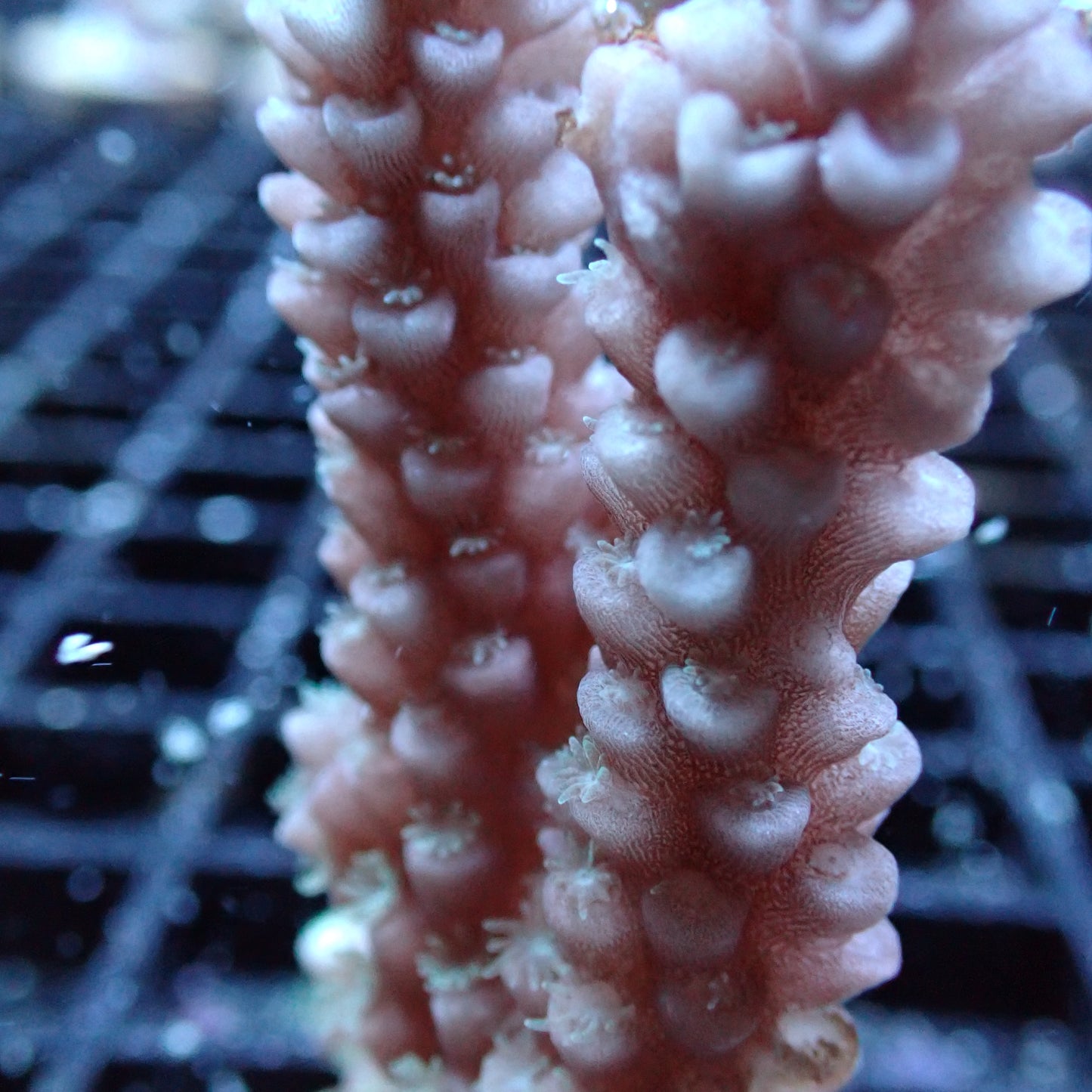 SPS Assorted Aquacultured Frags