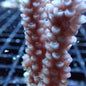 SPS Assorted Aquacultured Frags