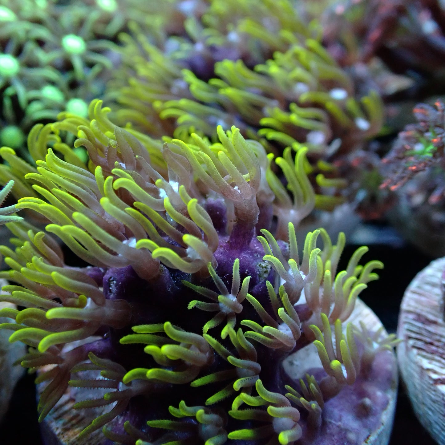 Star Polyps (Briarium/Pachyclavularia sp.)