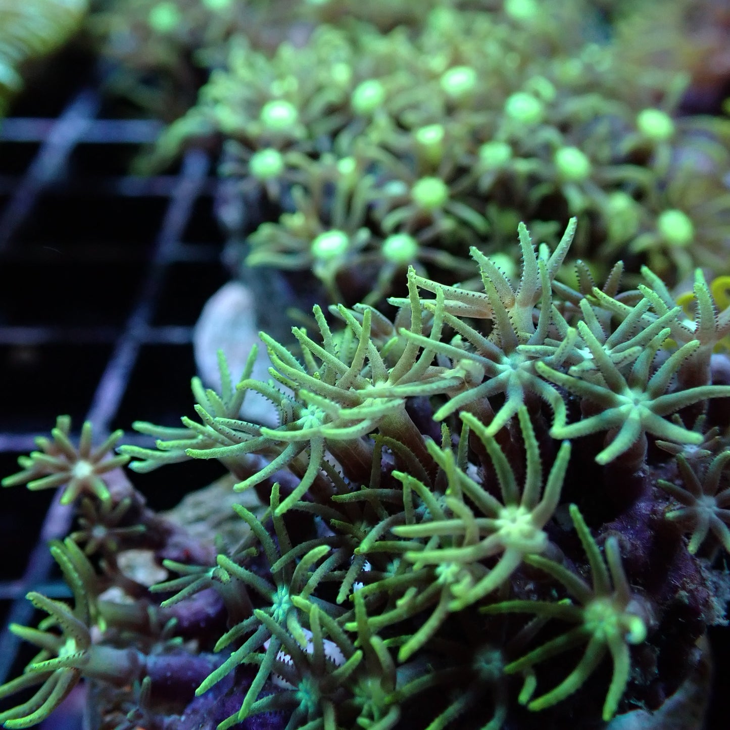 Star Polyps (Briarium/Pachyclavularia sp.)