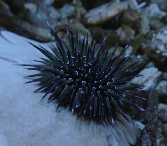 Urchin Short Spine 3"