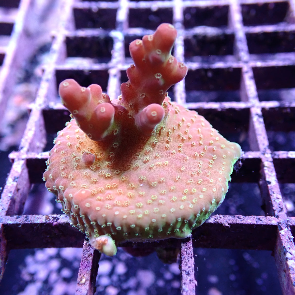 WYSIWYG Acropora Island Red Devil (SPS)