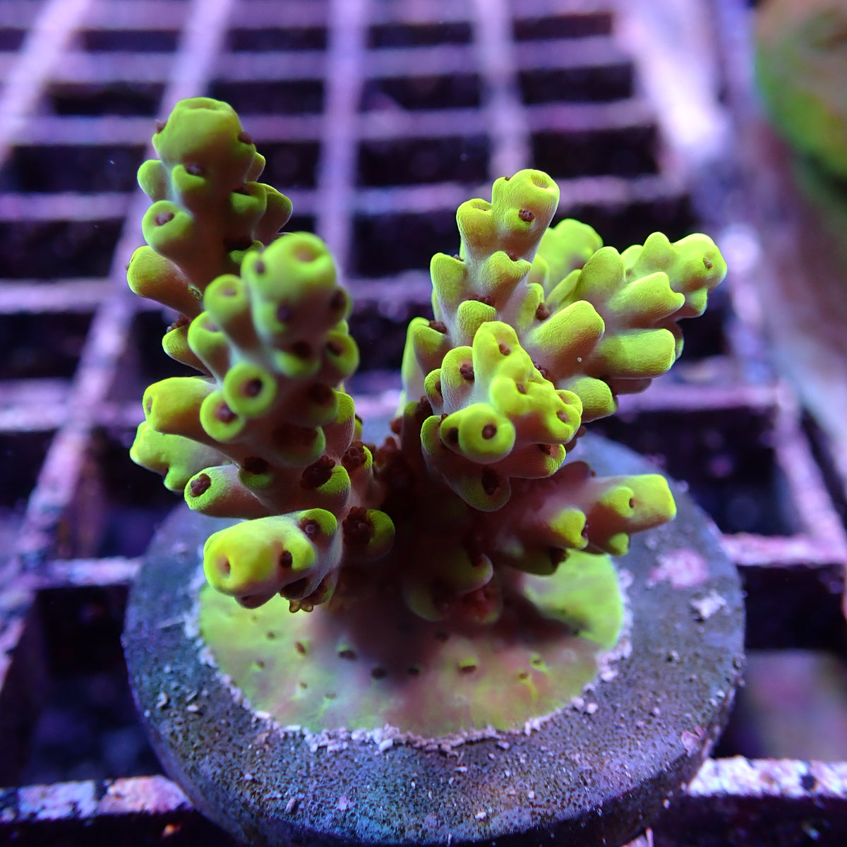 WYSIWYG Acropora Yellow Tips (SPS)