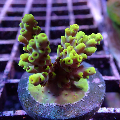 WYSIWYG Acropora Yellow Tips (SPS)
