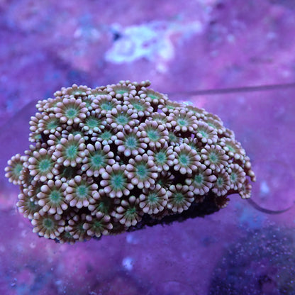 WYSIWYG Alveopora Orange Green Mouth (LPS)