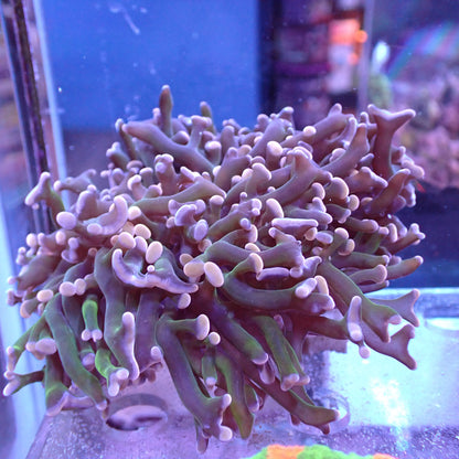 WYSIWYG Fimbriaphyllia Ancora/Divisia "Frammer" Green Stem Pink Tip (LPS)