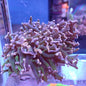 WYSIWYG Fimbriaphyllia Ancora/Divisia "Frammer" Green Stem Pink Tip (LPS)