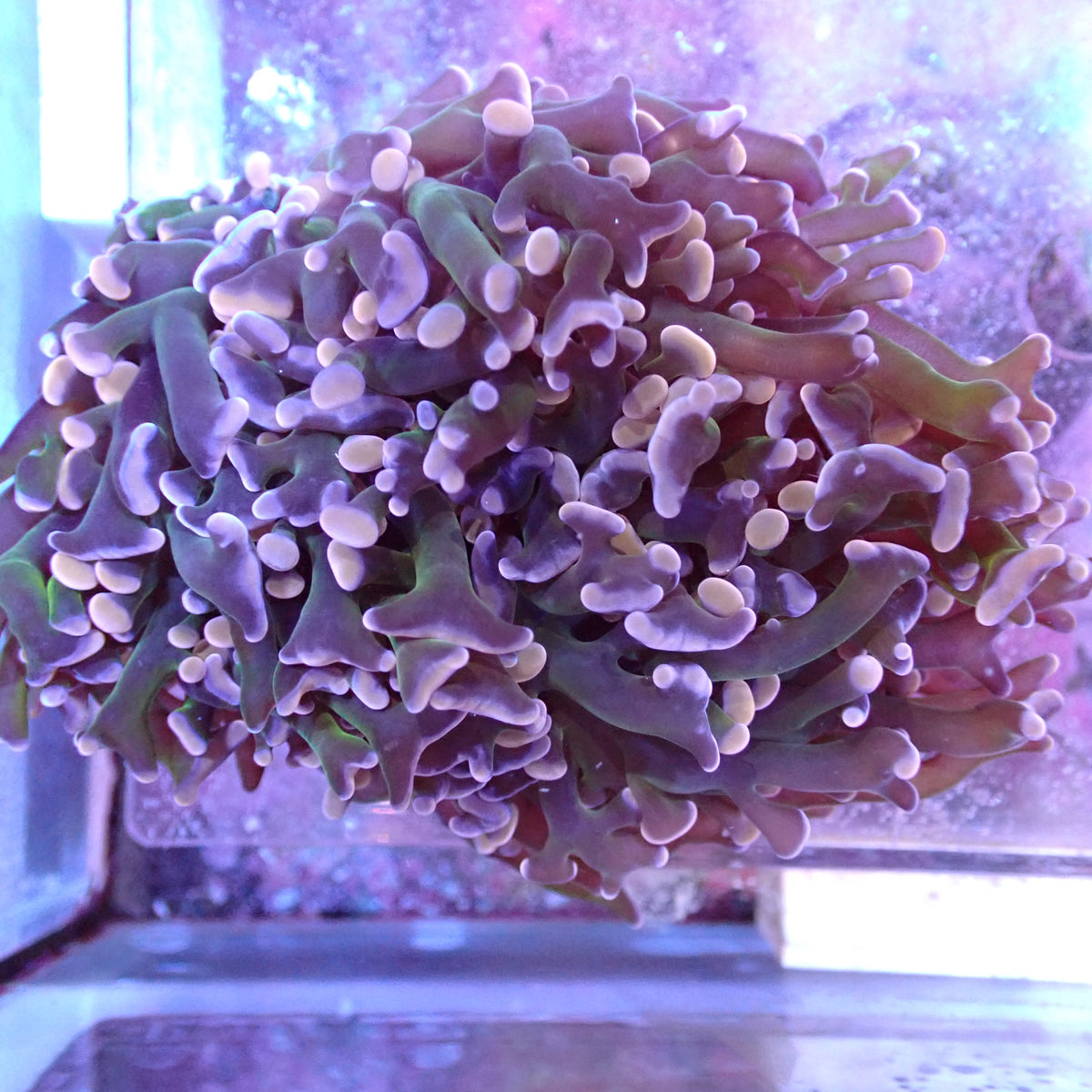 WYSIWYG Fimbriaphyllia Ancora/Divisia "Frammer" Green Stem Pink Tip (LPS)