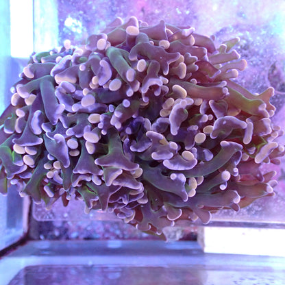 WYSIWYG Fimbriaphyllia Ancora/Divisia "Frammer" Green Stem Pink Tip (LPS)