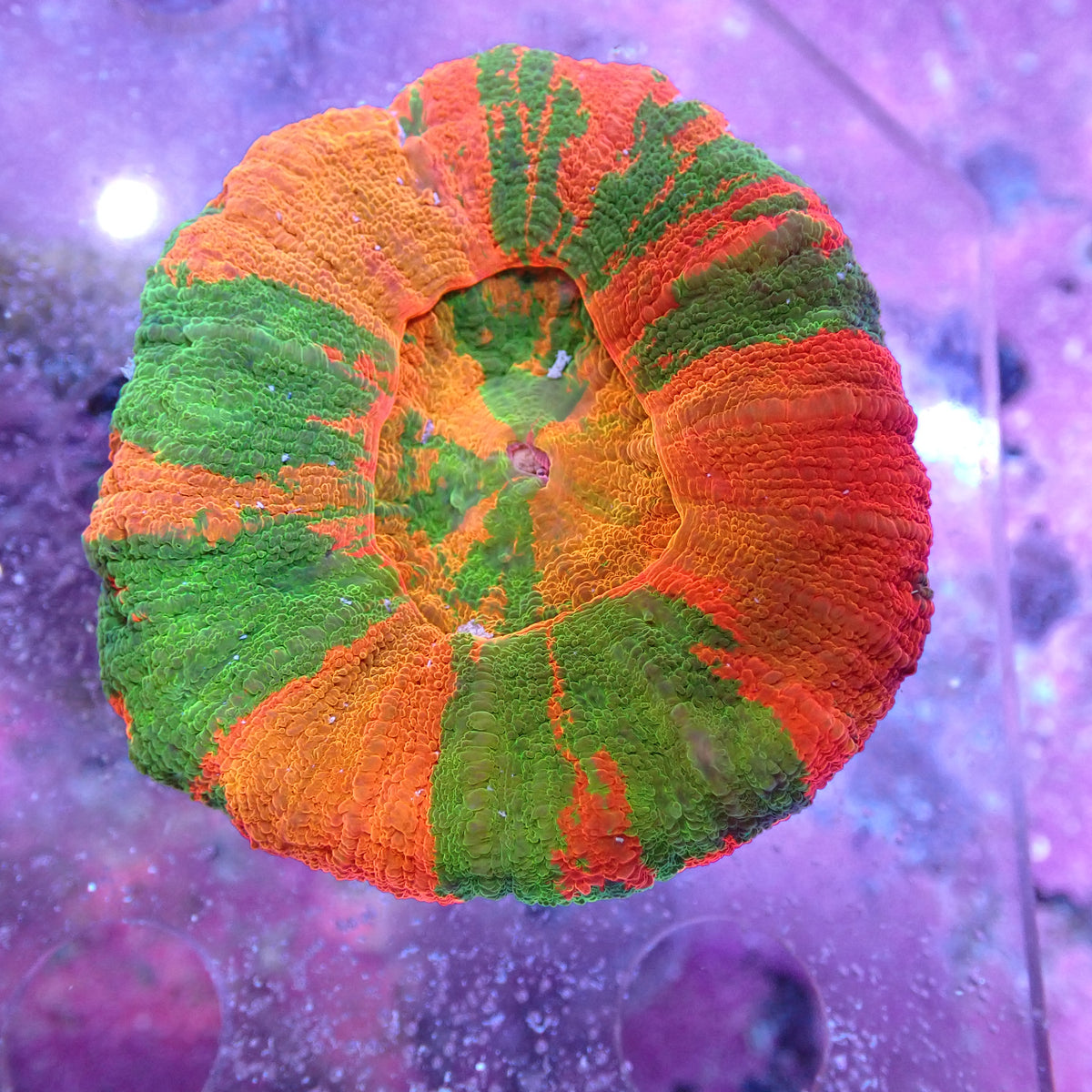 WYSIWYG Homophyllia Australis Gold Scoly (LPS)