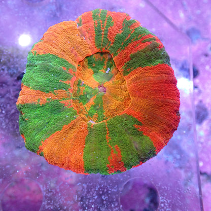 WYSIWYG Homophyllia Australis Gold Scoly (LPS)