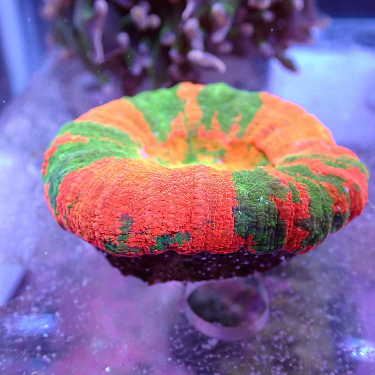 WYSIWYG Homophyllia Australis Gold Scoly (LPS)