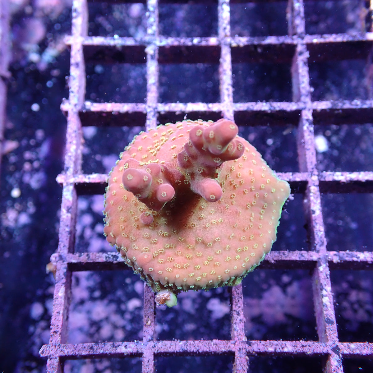 WYSIWYG Acropora Island Red Devil (SPS)