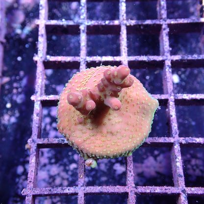 WYSIWYG Acropora Island Red Devil (SPS)