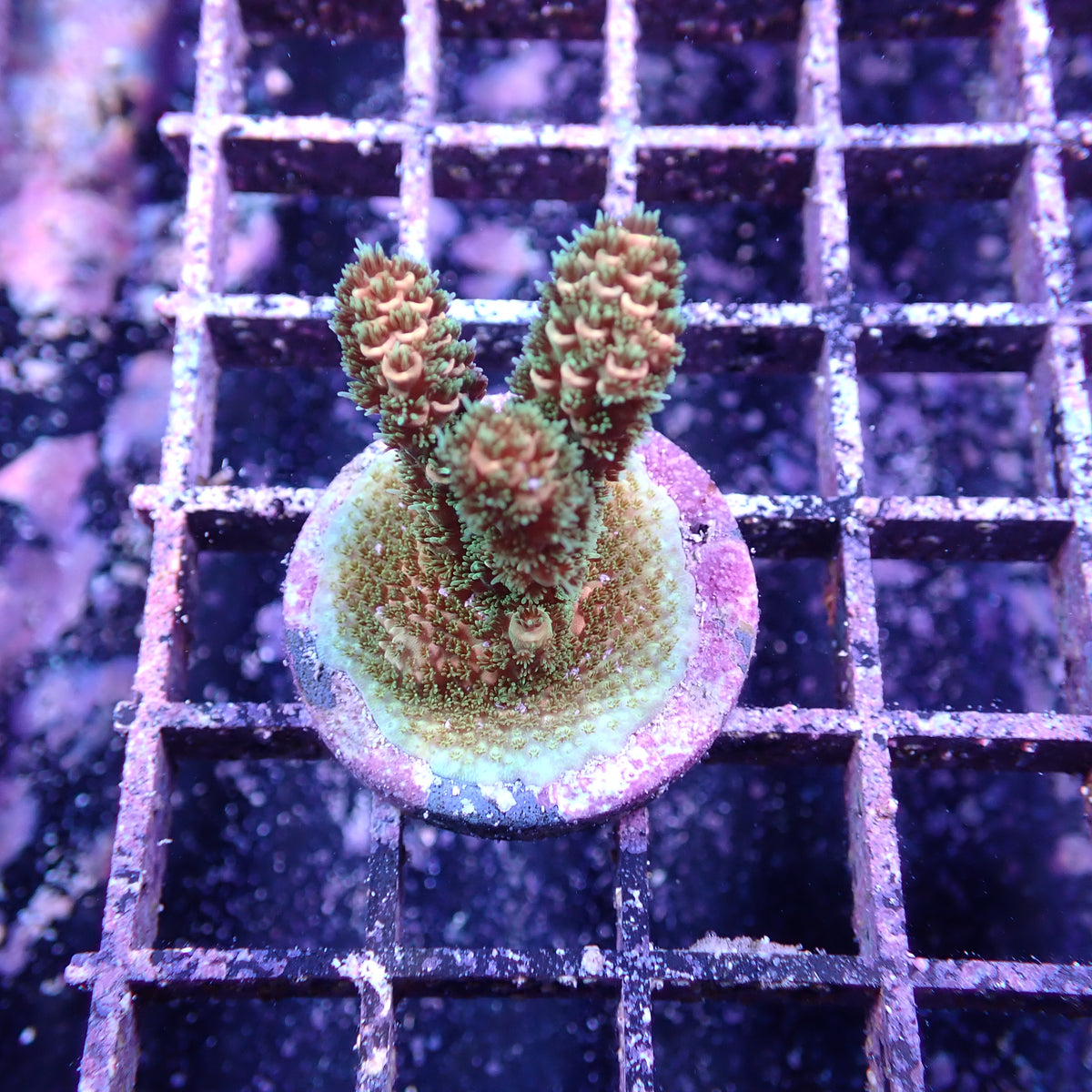 WYSIWYG Acropora Green and Orange Millie (SPS)