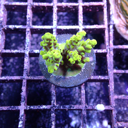 WYSIWYG Acropora Yellow Tips (SPS)
