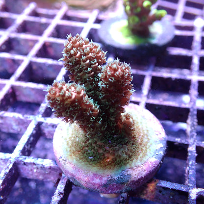 WYSIWYG Acropora Green and Orange Millie (SPS)