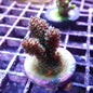 WYSIWYG Acropora Green and Orange Millie (SPS)