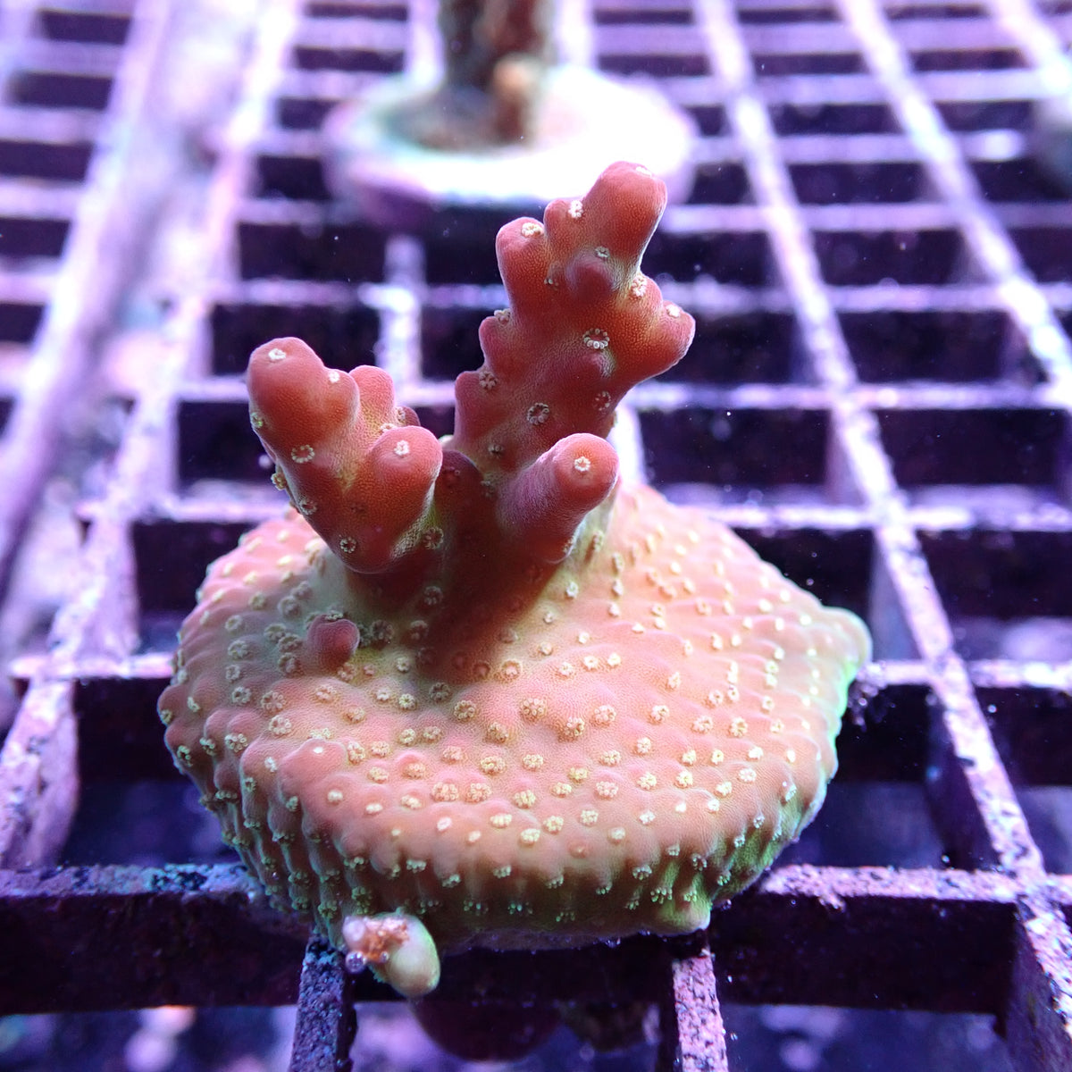 WYSIWYG Acropora Island Red Devil (SPS)