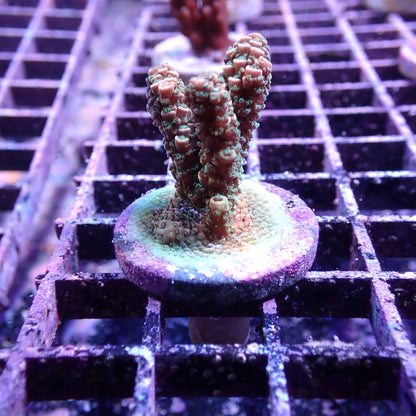 WYSIWYG Acropora Green and Orange Millie (SPS)