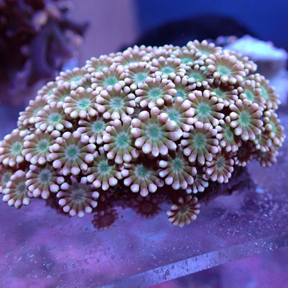 WYSIWYG Alveopora Orange Green Mouth (LPS)