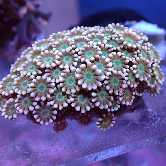 WYSIWYG Alveopora Orange Green Mouth (LPS)