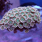 WYSIWYG Alveopora Orange Green Mouth (LPS)