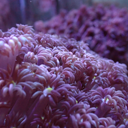Flower Pot Corals (Goniopora, Alveopora, Bernardpora sp.)