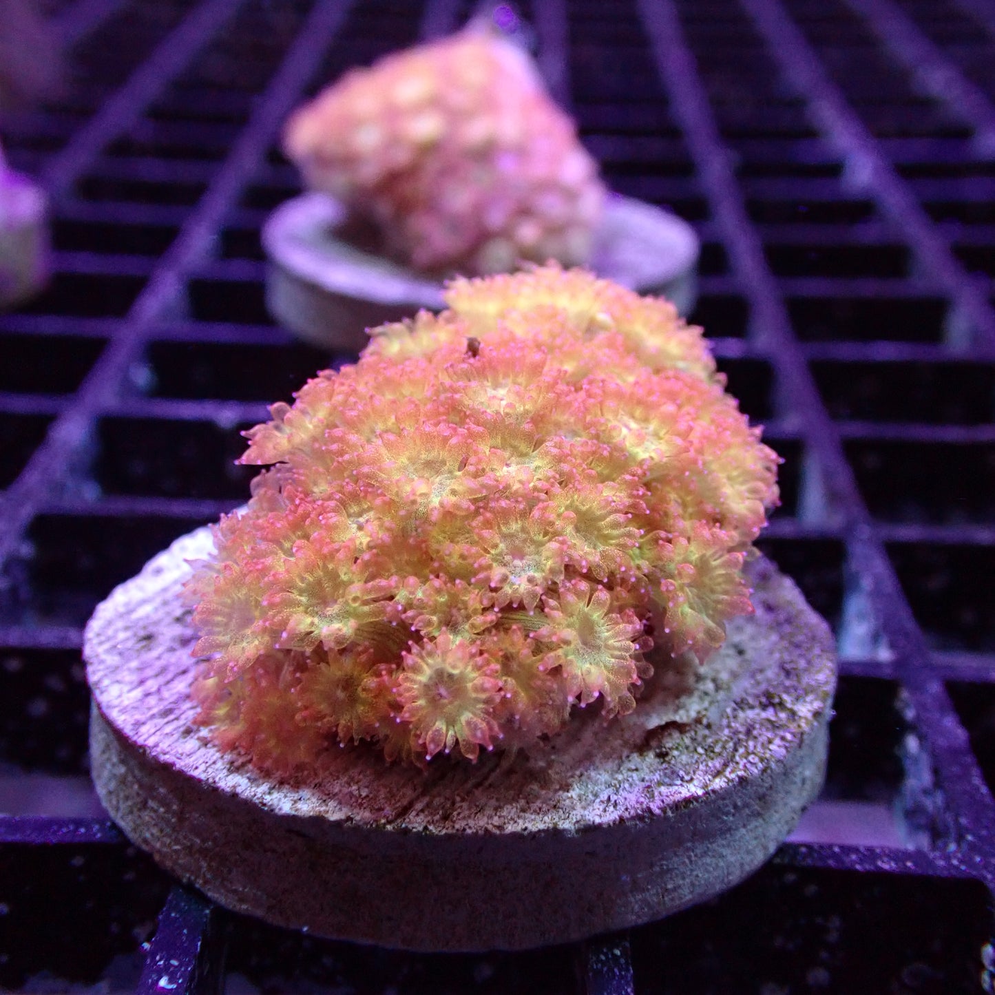 Flower Pot Corals (Goniopora, Alveopora, Bernardpora sp.)