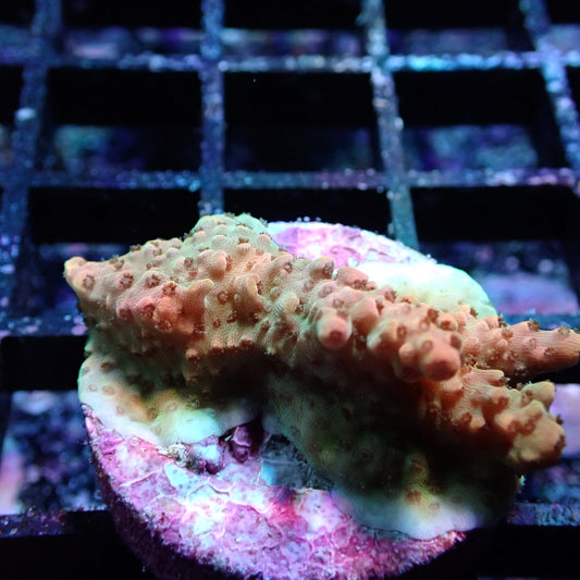 WYSIWYG Acropora Tortuosa Grape Vine (SPS)