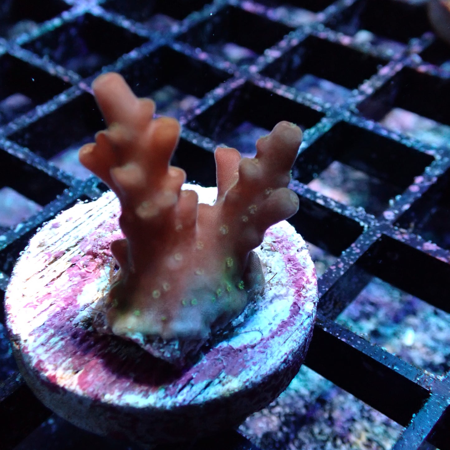 WYSIWYG Acropora Island Red Devil (SPS)