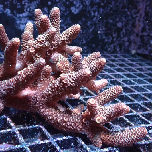WYSIWYG Acropora Colony (SPS)