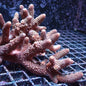 WYSIWYG Acropora Colony (SPS)