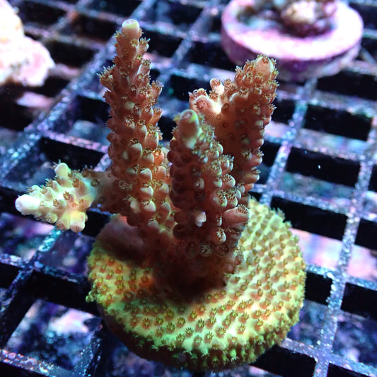 WYSIWYG Acropora sp. (SPS)