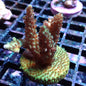 WYSIWYG Acropora sp. (SPS)