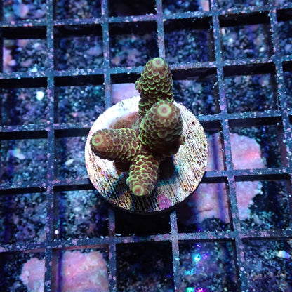 WYSIWYG Acropora Millie Green (SPS)
