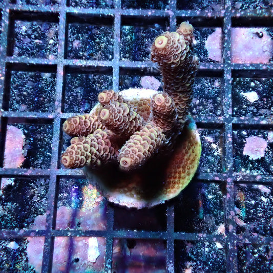 WYSIWYG Acropora Millie Pink (SPS)