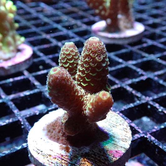 WYSIWYG Acropora Millie Green (SPS)