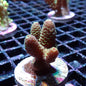 WYSIWYG Acropora Millie Green (SPS)