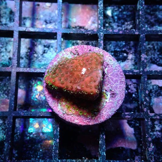 WYSIWYG Montipora Fairy Lights Frag (SPS)